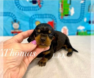 Dachshund Puppy for sale in WINNSBORO, LA, USA