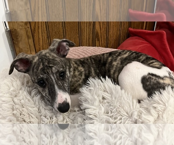Medium Photo #4 Whippet Puppy For Sale in SOUTH SIOUX CITY, NE, USA