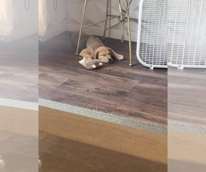 Val - Female Beagle-Unknown Mix Dog for Adoption - Photo #13