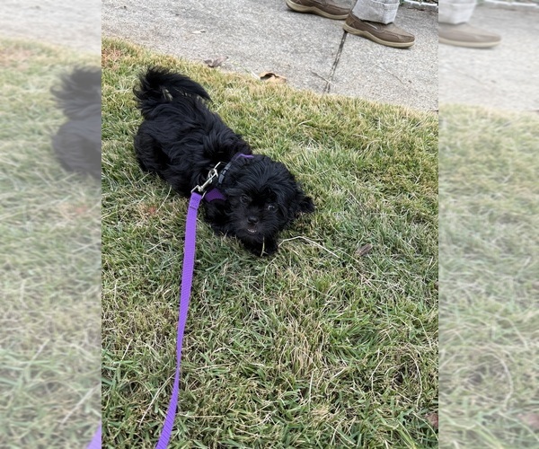 Medium Photo #8 Shih Tzu Puppy For Sale in CUMMING, GA, USA