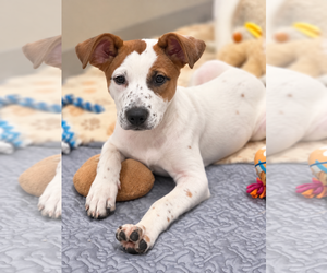 Pointer-Unknown Mix Dogs for adoption in Sanford, FL, USA