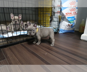 French Bulldog Puppy for sale in LOS ANGELES, CA, USA