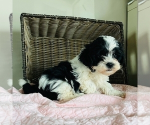 ShihPoo Puppy for Sale in SHIPSHEWANA, Indiana USA