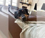 Bear - Male Bloodhound-Doberman Pinscher Mix Dog for Adoption - Small photo