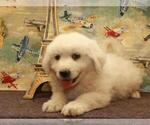 Small Photo #3 Great Pyrenees Puppy For Sale in SHAWNEE, OK, USA