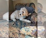 Small Photo #8 Goldendoodle (Miniature) Puppy For Sale in GREELEY, CO, USA