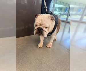 Bulldog Dogs for adoption in San Martin, CA, USA