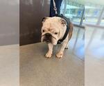 Small Bulldog