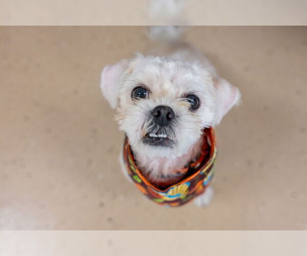 Medium Photo #7 Shih Tzu Puppy For Sale in Mundelein, IL, USA