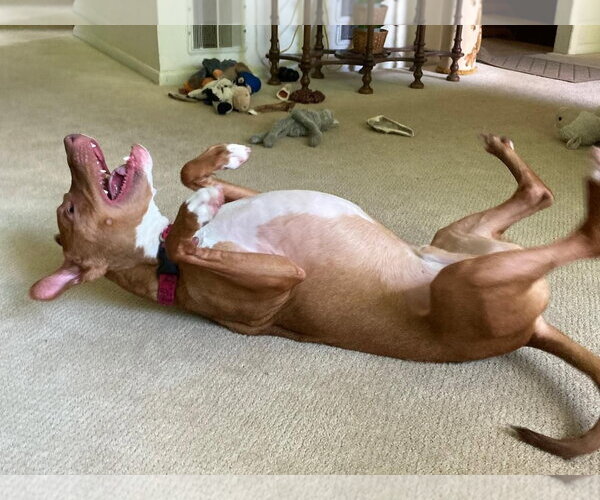 Medium Photo #29 American Pit Bull Terrier-Blue Lacy Mix Puppy For Sale in Rockaway, NJ, USA