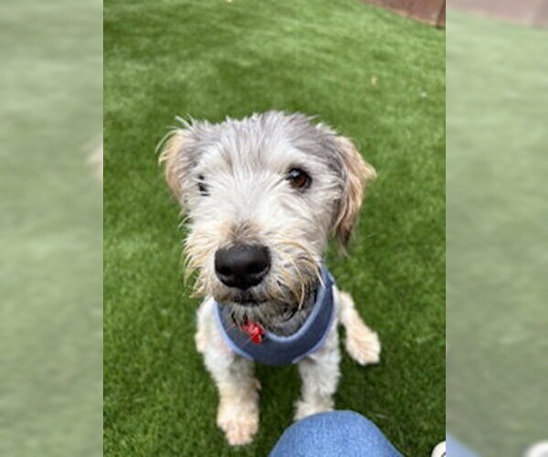 Medium Photo #6 Mutt Puppy For Sale in San Diego, CA, USA