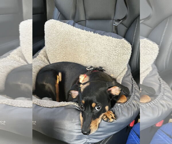 Medium Photo #6 German Pinscher Puppy For Sale in Forest, VA, USA