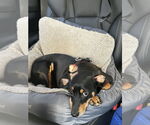 Small #5 German Pinscher