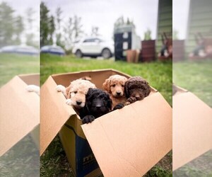 Double Doodle Puppy for Sale in PALMER, Alaska USA