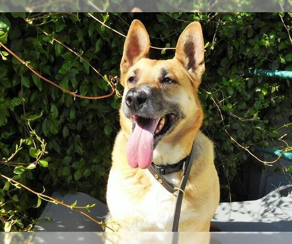 Medium Photo #2 German Shepherd Dog-Unknown Mix Puppy For Sale in Petaluma, CA, USA