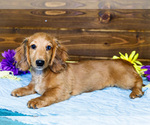 Small #6 Dachshund