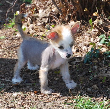 Medium Photo #1 Chinese Crested Puppy For Sale in GARLAND, TX, USA