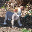 Small Photo #1 Chinese Crested Puppy For Sale in GARLAND, TX, USA