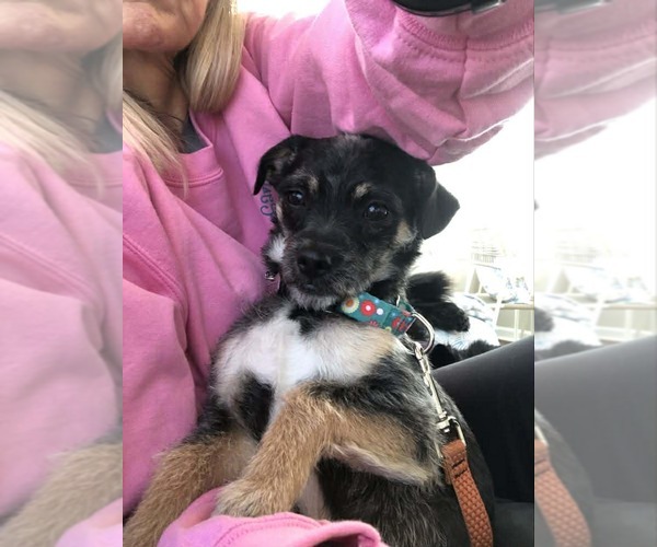 Medium Photo #3 Chihuahua-Unknown Mix Puppy For Sale in Spring Lake, NC, USA