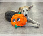 Small #14 German Shepherd Dog Mix