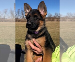 German Shepherd Dog Puppy for sale in SOMERVILLE, OH, USA