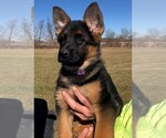 Small Photo #1 German Shepherd Dog Puppy For Sale in SOMERVILLE, OH, USA