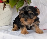Small #2 Yorkshire Terrier