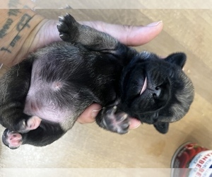 Pug Puppy for sale in HAGERSTOWN, MD, USA
