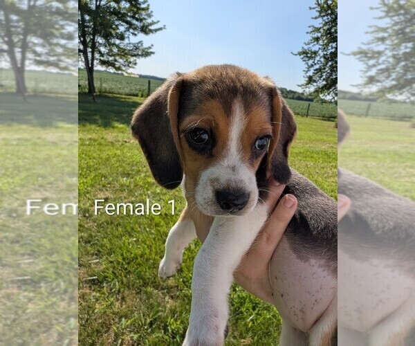 Medium Photo #3 Beagle Puppy For Sale in ELWOOD, IN, USA