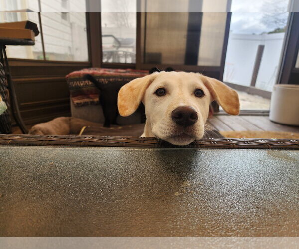 Medium Photo #7 Labrador Retriever-Unknown Mix Puppy For Sale in Marine City, MI, USA