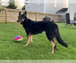 Small #2 German Shepherd Dog