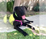 Small #18 Labrador Retriever Mix