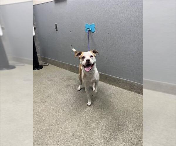 Medium Photo #1 American Pit Bull Terrier-Unknown Mix Puppy For Sale in Las Vegas, NV, USA