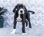 Small #5 Great Dane