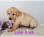 Puppy 2 Labrador Retriever