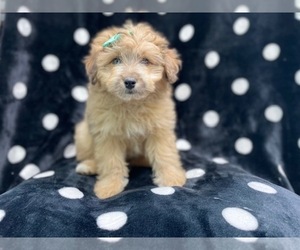 Aussiedoodle Miniature  Puppy for sale in LAKELAND, FL, USA