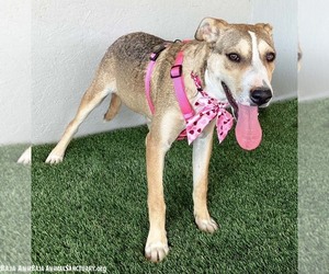 Roo - Female Boxador Dog for Adoption - Photo #2