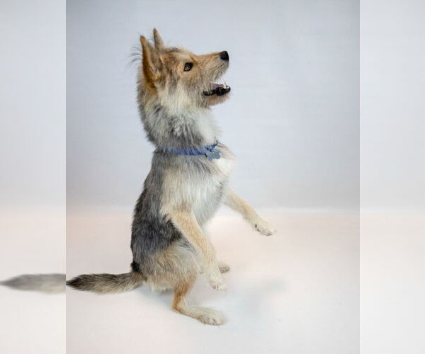 Medium Photo #4 Mutt Puppy For Sale in Kennesaw, GA, USA