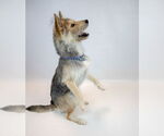 Small #3 Mutt