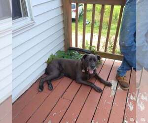 Cane Corso Dogs for adoption in WONEWOC, WI, USA