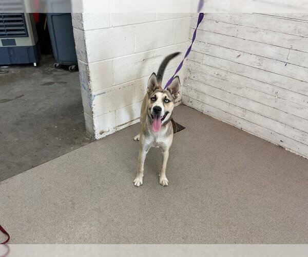 Medium Photo #1 Gerberian Shepsky Puppy For Sale in San Bernardino, CA, USA