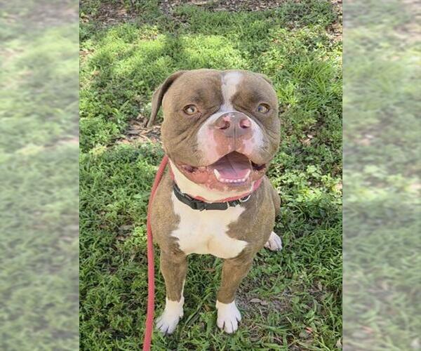 Medium Photo #2 Bulldog-Unknown Mix Puppy For Sale in Fort Lauderdale, FL, USA