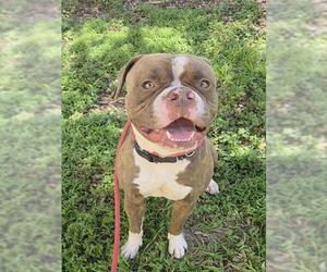 BRYSON - Male Bulldog-Unknown Mix Dog for Adoption - Photo #2