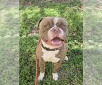 Small #1 Bulldog Mix