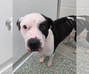 Medium American Pit Bull Terrier Mix