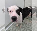 Small American Pit Bull Terrier Mix