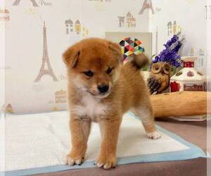 Shiba Inu Puppy for sale in ARCADIA, CA, USA