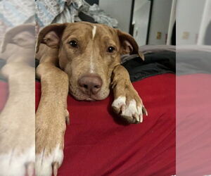 Catahoula Leopard Dog Dogs for adoption in Louisville, KY, USA