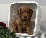 Small #3 Cockapoo