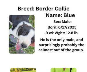 Border Collie Puppy for sale in GROVE CITY, OH, USA